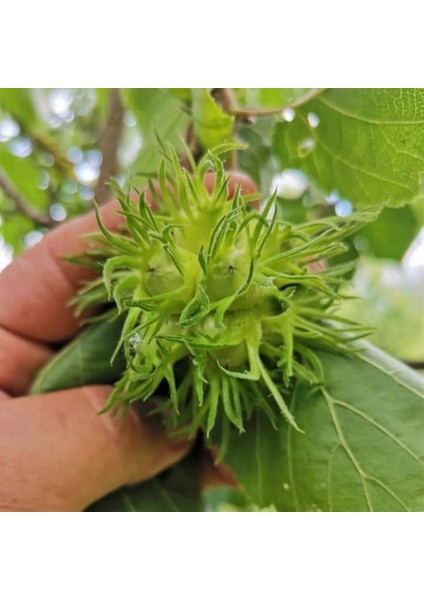 Corylus Colurna Bolu Fındığı Tohumu 1 kg