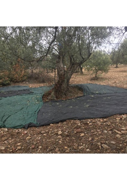 Sera Trend 6x2 Metre Zeytin Sergisi Zeytin Toplama Filesi Fındık Fıstık Örtüsü %75 Gölgelik Dut Meyve Sergisi Taban Örtüsü