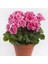 Sardunya- Pelargonium 5’li Karışık Renklerde 15 cm 4