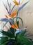 Starliçe (Cennet Kuşu Çiçeği) Strelitzia Nicolai 60 cm 3