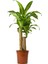 Dracena Massengena 2’li 100-120 cm 2