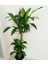 Dracena Massengena 2’li 100-120 cm 4