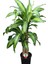 Dracena Massengena 2’li 100-120 cm 5