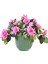 Açelya – Azalea 2