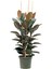 Kauçuk – Ficus Elastica 40- 60 cm 3