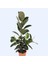 Kauçuk – Ficus Elastica 40- 60 cm 4