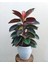 Kauçuk – Ficus Elastica 40- 60 cm 5