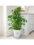 Benjamin - Ficus Benjamina 60-80 cm 3