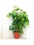 Benjamin - Ficus Benjamina 60-80 cm 5