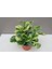 Alacalı Zümrüt Dalgası – Peperomia Obtusifolia 5