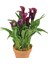 Gala –gelin Çiçeği (Calla Lily) - Bordo 3