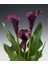 Gala –gelin Çiçeği (Calla Lily) - Bordo 5