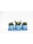 Trio Mavi Adler Sukulent Seti - Haworthia Pumila, Gasteria 2