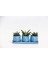 Trio Mavi Adler Sukulent Seti - Haworthia Pumila, Gasteria 3