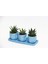 Trio Mavi Adler Sukulent Seti - 3 Çeşit Haworthia 1
