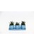 Trio Mavi Adler Sukulent Seti - 3 Çeşit Haworthia 2
