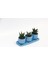 Trio Mavi Adler Sukulent Seti - 3 Çeşit Haworthia 4