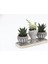 Trio Helen Gri Sukulent Seti - Haworthia Limifolia, Echeveria 1