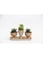 Trio Helen Orange Sukulent Seti - Haworthia Pumila, Echeveria 1