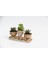 Trio Helen Orange Sukulent Seti - Haworthia Pumila, Echeveria 2