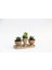 Trio Helen Orange Sukulent Seti - Haworthia Pumila, Echeveria 5