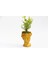 Bonsai Helen Buxus - Hediyelik Turuncu Renk 2