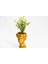 Bonsai Helen Buxus - Hediyelik Turuncu Renk 3