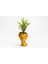 Bonsai Helen Buxus - Hediyelik Turuncu Renk 5