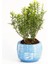 Bonsai Euonymus Microphyllus - Hediyelik Arkaik Saksıda Mavi 4