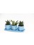 Trio Mavi Adler Sukulent Seti - Haworthia Limifolia, Huernia 5