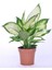 Camila (Dieffenbachia Camilla) 40 cm 2