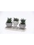 Trio Helen Gri Sukulent Seti - Haworthia Limifolia, Pumila 1