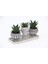 Trio Helen Gri Sukulent Seti - Haworthia Limifolia, Pumila 2