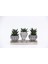 Trio Helen Gri Sukulent Seti - Haworthia Limifolia, Pumila 3