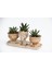 Trio Helen Orange Sukulent Seti - Haworthia Pumila, Limifolia 1