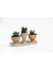 Trio Helen Orange Sukulent Seti - Haworthia Pumila, Limifolia 2
