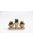 Trio Helen Orange Sukulent Seti - Haworthia Pumila, Limifolia 5