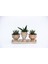 Trio Helen Orange Sukulent Seti - Haworthia Pumila, Aloe Ferox 1
