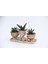 Trio Helen Orange Sukulent Seti - Haworthia Pumila, Aloe Ferox 2