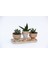 Trio Helen Orange Sukulent Seti - Haworthia Pumila, Aloe Ferox 3