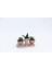 Trio Helen Orange Sukulent Seti - Haworthia Pumila, Aloe Ferox 5