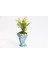 Bonsai Helen Buxus - Hediyelik Mavi Renk 3