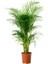 Starliçe & Areka & Pilea 2