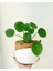 Starliçe & Areka & Pilea 4