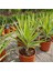 Yucca Jewel 40 cm 1