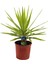 Yucca Jewel 40 cm 2