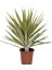 Yucca Jewel 40 cm 3