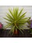 Yucca Jewel 40 cm 5