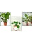 Monstera(Deve Tabanı) & Pilea & Starliçe 1