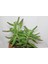 Aşkın Gözyaşı Çiçeği (Kalanchoe Daigremontiana) 15 cm 4